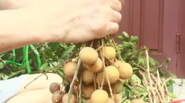 Yazın hasat zamanı