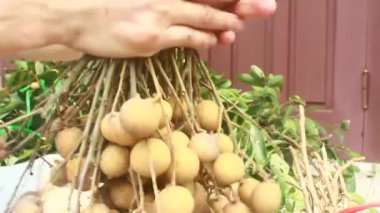 Yazın hasat zamanı