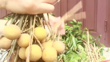 Yazın hasat zamanı