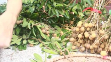 Yazın hasat zamanı