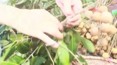 Yazın hasat zamanı