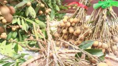 Yazın hasat zamanı