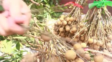 Yazın hasat zamanı