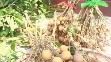 Yazın hasat zamanı