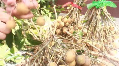 Yazın hasat zamanı