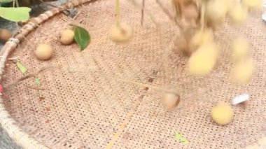 Yazın hasat zamanı