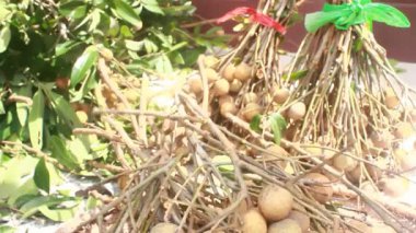 Yazın hasat zamanı