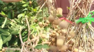 Yazın hasat zamanı