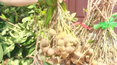 Yazın hasat zamanı