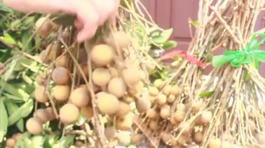 Yazın hasat zamanı