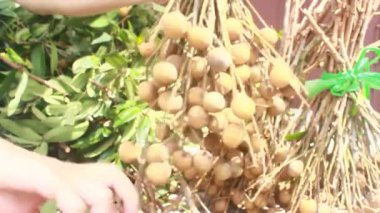 Yazın hasat zamanı