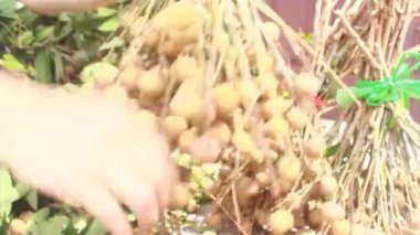 Yazın hasat zamanı