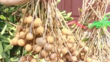 Yazın hasat zamanı