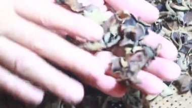 Kurutulmuş ahşap kulak mantarları