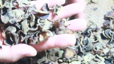 Kurutulmuş ahşap kulak mantarları