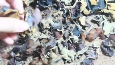 Kurutulmuş ahşap kulak mantarları