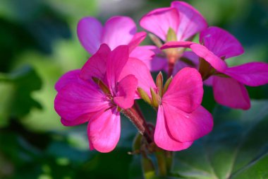 Parlak pembe çiçekler, zengin yeşil yapraklara karşı dururlar. Doğanın güzelliğini gün ortasında sergilerler..
