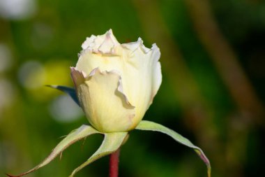 Taze, beyaz bir gül tomurcuğu yemyeşil bir zemin üzerinde belirir, güneşli bir günün ışığını yakalar..