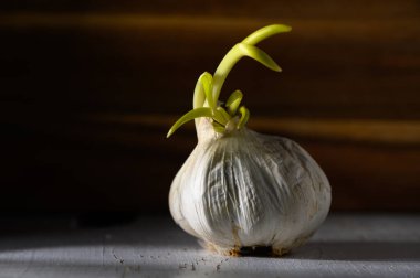 Yakın plan sarımsaklı bir ampulün parlak yeşil filizlerle ortaya çıkışını gösterir. Nazik ve sıcak ışıkla aydınlatılır..