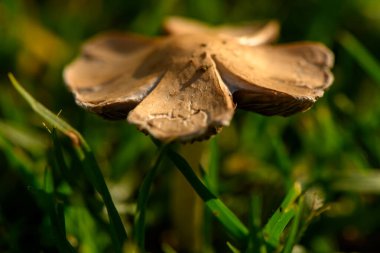 Karmaşık dokular sergileyen küçük bir mantar, yumuşak doğal ışık altında canlı otlardan yükselir..