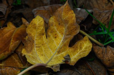 Canlı bir altın yaprak, sessiz kahverengi yaprakların arasında uzanıyor. Doğanın güzellikleriyle dolu sakin bir sonbahar manzarasında..
