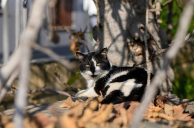 A serene black and white cat rests comfortably on stone, surrounded by fallen leaves and dappled sunlight. clipart