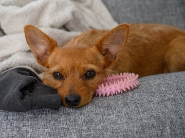 Güzel, kahverengi bir köpek, yumuşak, gri bir kanepede rahat bir şekilde uzanır. Yakınındaki oyuncaklarla huzurlu bir anın tadını çıkarır..
