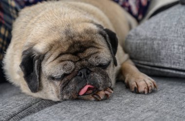 Bir pug, gri bir kanepede huzurlu bir şekilde dinlenir. Kapalı bir alanda huzurlu bir anın tadını çıkarır..