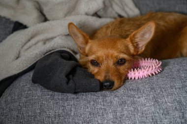 Sevimli bir köpek başını oyuncaklar ve rahat ve sıcak bir battaniye ile çevrili yumuşak gri bir kanepeye yaslar..