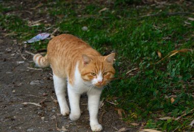 Çekici bir turuncu ve beyaz kedi, altın saat boyunca canlı yeşilliklerle çevrili bir bahçe yolunda gezinir..