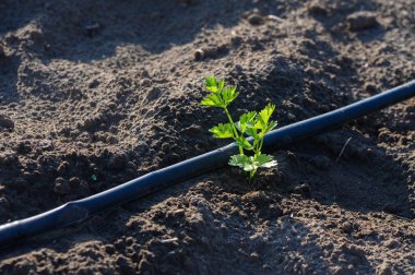 Cilantro fideleri, yakınlardaki sulama borularının sıcak güneş ışığı altında beslediği zengin topraklarda büyür..