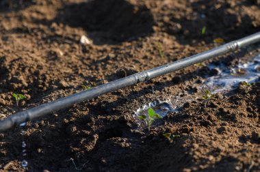 Su sürekli sulama borularından akar, akşam vakti sıcak, güneşli bir bahçede tomurcuklanan bitkiler..