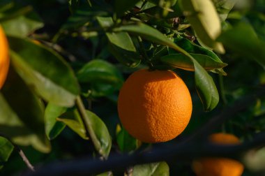 Ilık güneş ışığı altında sulu portakal meyveleri. Gün batımında sakin bir meyve bahçesinde canlı yeşil yapraklar arasında..