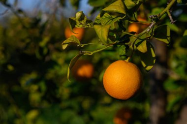 Sıcak öğleden sonra güneşinin altında, sakin bir meyve bahçesinde, canlı yaprakların arasında sallanan altın portakallar..