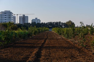 Modern binalarla çevrili, ufka doğru uzanan tarlalar sıcak akşam güneşiyle yıkanır..