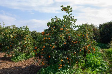 Olgun portakallar dingin bir öğleden sonra güneşli bir korulukta canlı yeşil dallardan sarkan.