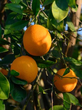 Parlak portakallar ağaçta asılı, güneşleniyorlar, yemyeşil yapraklarla çevrili, açık bir günde..