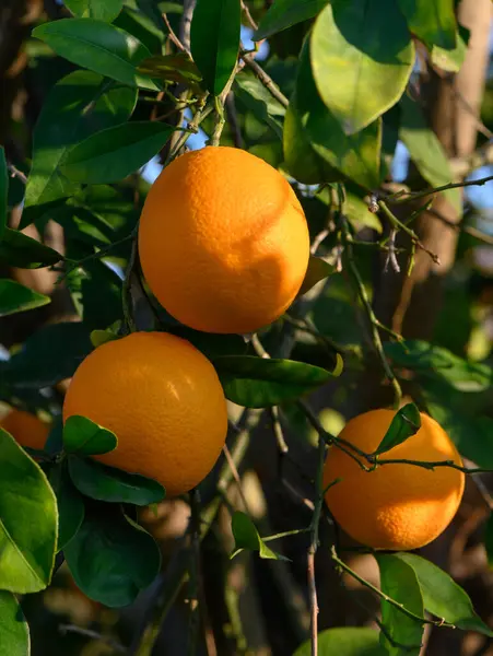 Parlak portakallar ağaçta asılı, güneşleniyorlar, yemyeşil yapraklarla çevrili, açık bir günde..