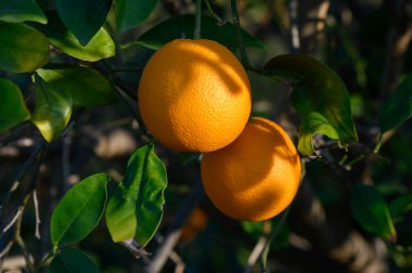 Sulu portakallar yemyeşil yapraklardan sarkır, canlı bir korulukta sıcak güneş ışığını emer..