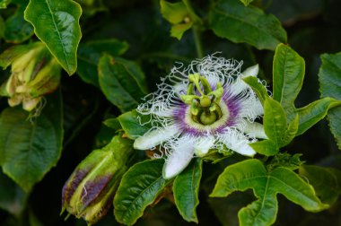 Narin beyaz ve mor yapraklar açılır, parlak yeşil yaprakların zengin zeminine karşı karmaşık detaylar sergilerler..