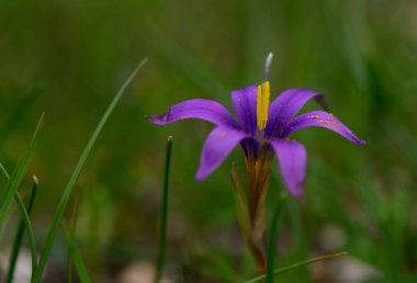 Göz kamaştırıcı mor bir çiçek yemyeşil çimlerde gururla durur ilkbaharın yumuşak güneş ışığında güneşlenir..