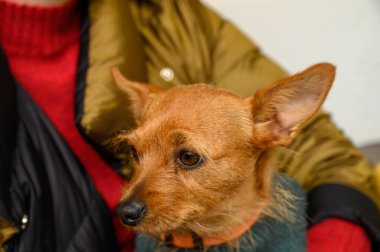 A small, brown dog sits comfortably on a person's lap in a cozy indoor setting, radiating warmth and contentment. clipart