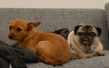 İki tüylü arkadaş, yumuşak bir kanepede rahatlatıcı bir anın tadını çıkarırlar. Evlerinin rahatlığında güneşlenirler..