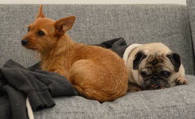 Kahverengi bir köpek ve yumuşak gri bir kanepede rahatça uzanan ve birlikte vakit geçirmenin tadını çıkaran bir köpekle büyüleyici bir sahne..