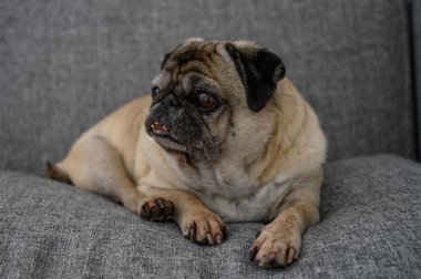 Neşeli bir köpek rahat bir şekilde yumuşak, gri bir koltukta uzanıyor. Parlak, modern bir yaşam alanında huzurlu bir anın tadını çıkarıyor..