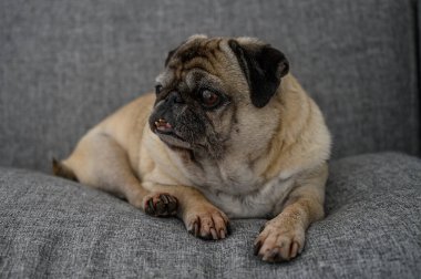Lüks bir kanepede uzanan enfes bir pug. Sıcak odayı sıcaklıkla dolduran güneş ışığının tadını çıkarıyor..