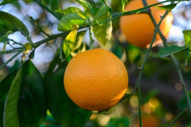 Altın portakallar güneşli bir meyve bahçesindeki yemyeşil dallarda nazikçe sallanarak doğanın canlandırıcı cömertliğini sergilerler..