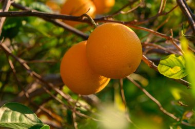 Olgun portakallar yemyeşil dallardan sarkan, parlak bir yaz gününde altın güneş ışığının tadını çıkaran.
