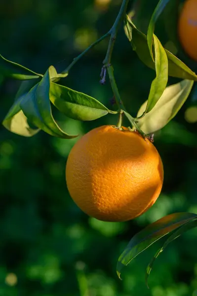 Olgun bir portakal yapraklı bir daldan zarif bir şekilde sarkır, güneş ışığında canlı yeşil bir zemin üzerinde güneşlenir..