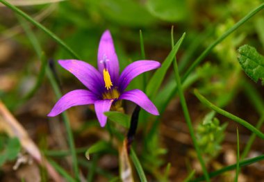 Narin mor çiçek taze yeşil çimenlerin arasında duruyor, sakin bir açık havada doğanın güzelliğini gösteriyor..